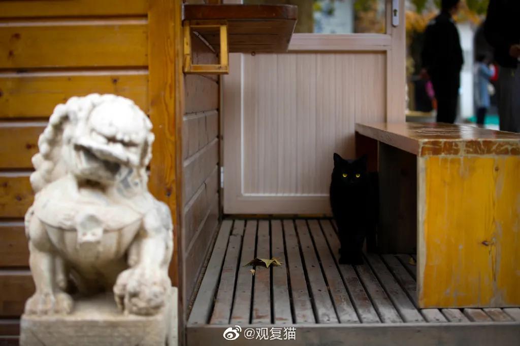 视力不好可以养黑猫吗,眼神不好的千万别养黑猫