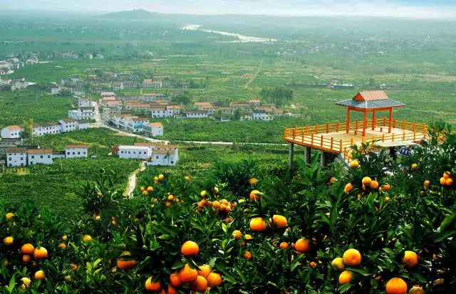 正宗红美人种植基地,中国柑橘研究所红美人