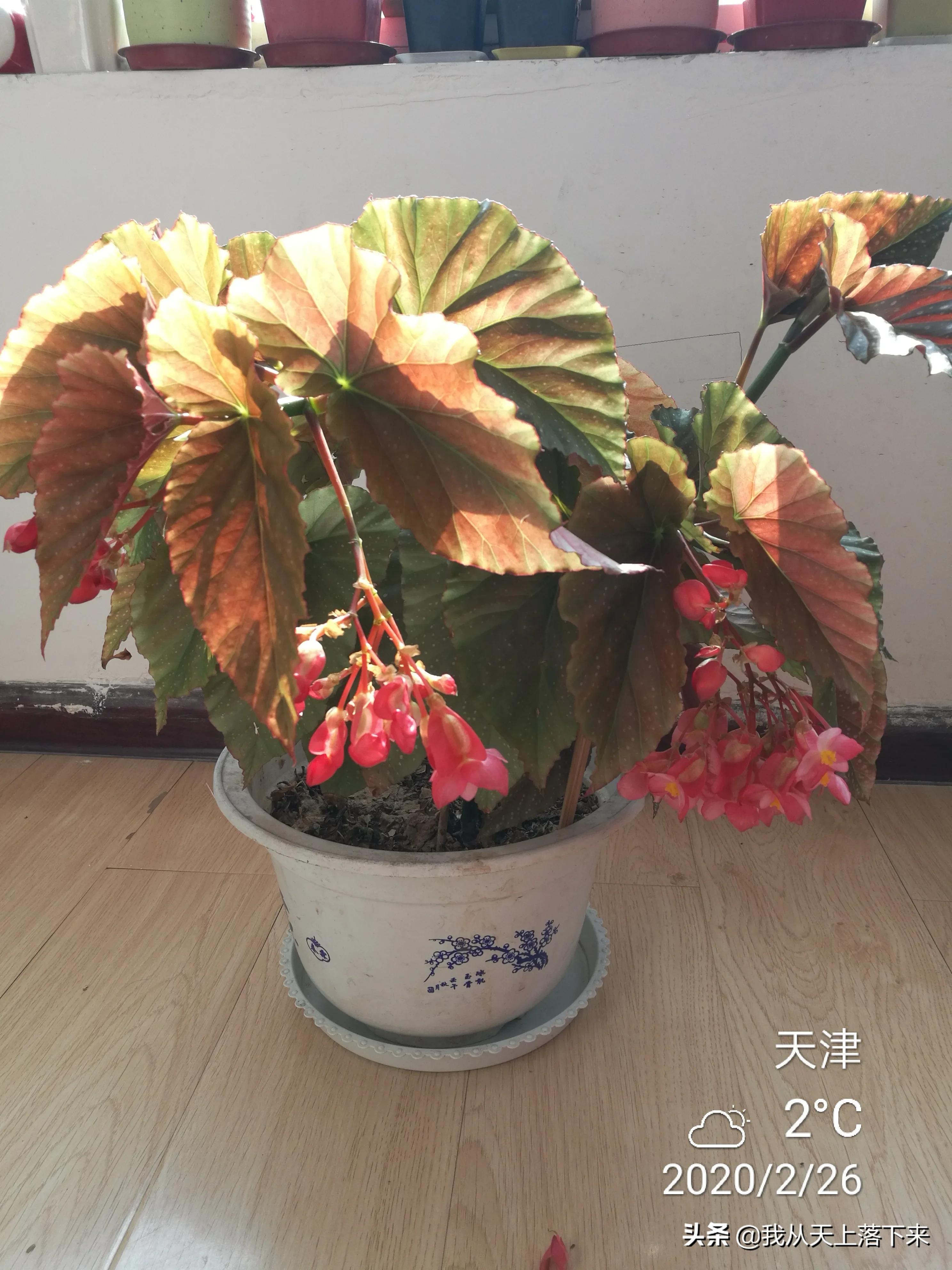 100张花朵美图,100张花图片大全