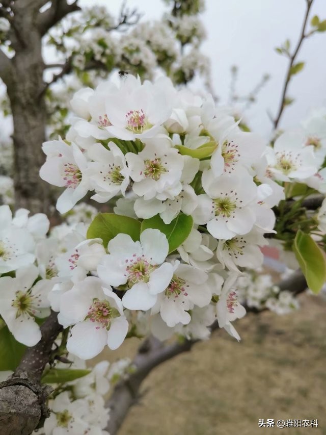 果树专用膨果特效药,果树授粉剂什么时候打最好