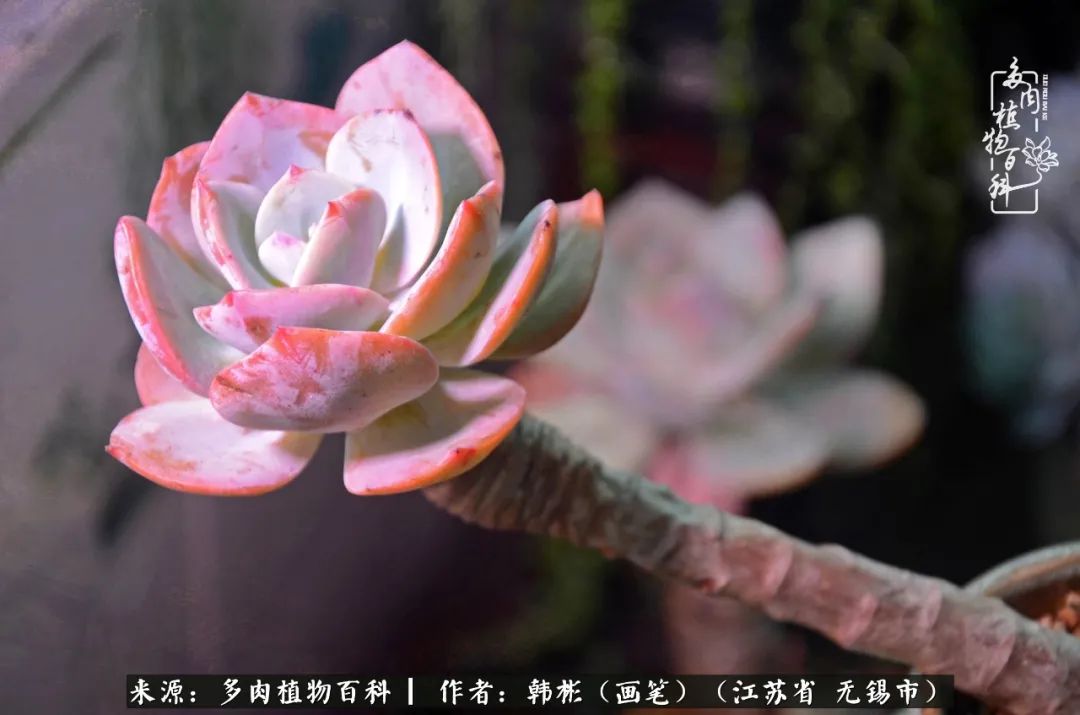 听音乐赏多肉,听音乐赏花赏美景