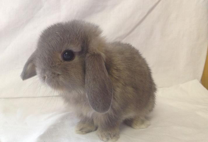 兔子究竟能有多可爱,兔子到底是怎么发展起来的