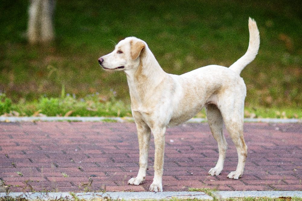 这是什么狗,狗狗横齿什么样