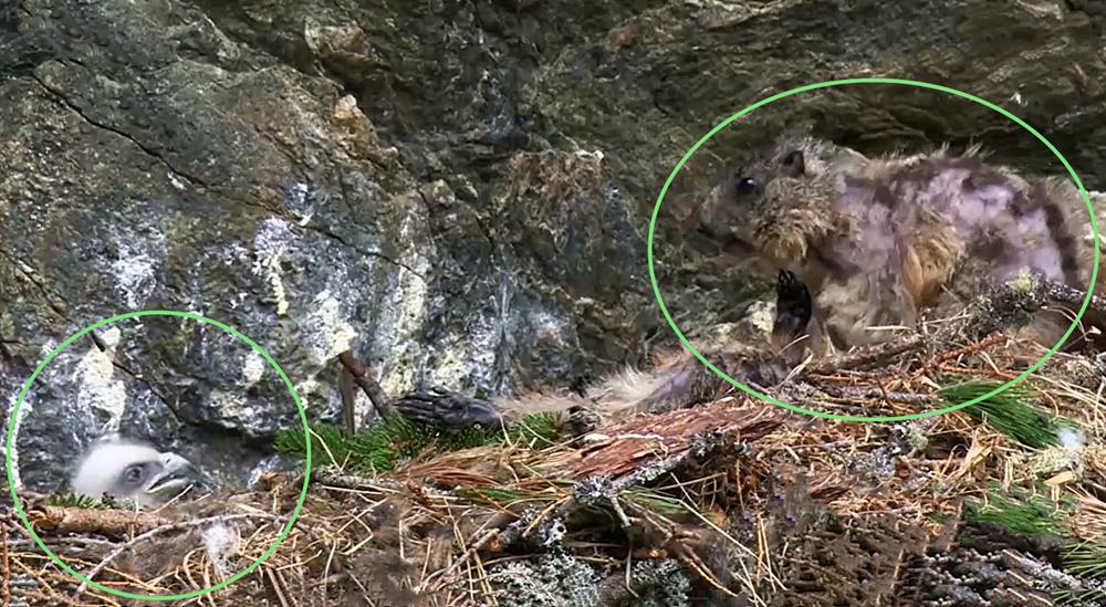 澶╁北鍑虹幇闆惫,閲戦洉鏃辩嵀娓搁毤