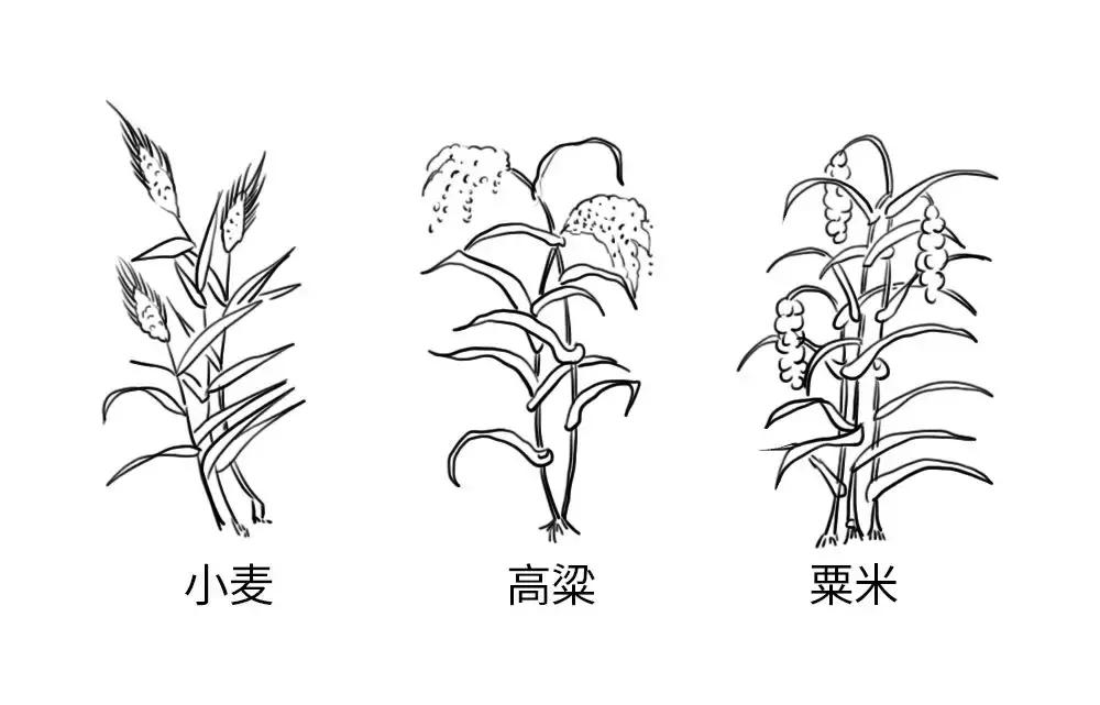 一分钟读懂酒的历史文化,一分钟让你了解酿酒全过程