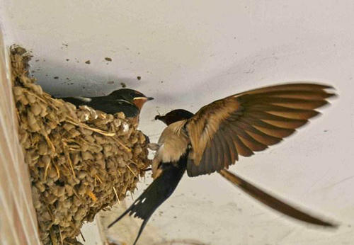 燕子窝被破坏燕子回来报仇,麻雀占了燕子窝能把燕子窝毁掉吗