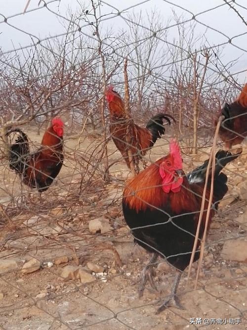 散养土鸡养殖成本计算方法有哪些,散养土鸡的成本与利润是多少