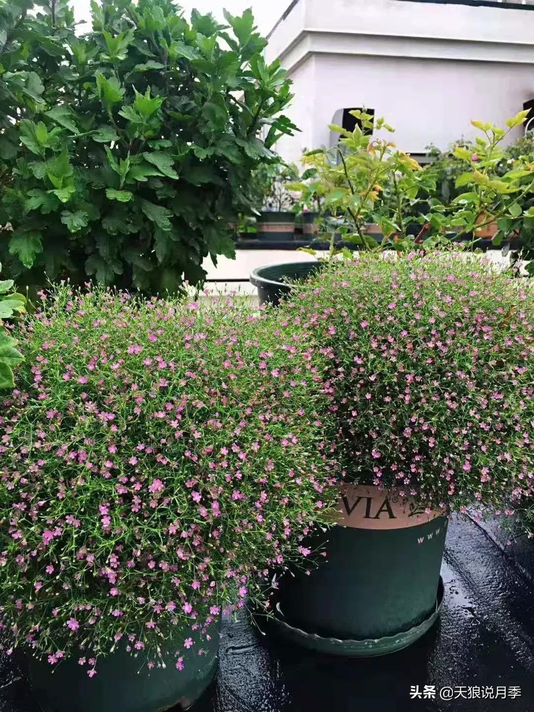 露台打造花海,她用10年改造庭院