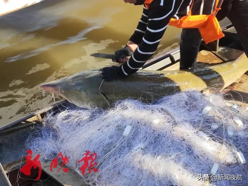 黑龙江发现恐龙化石了吗,黑龙江发现恐龙化石