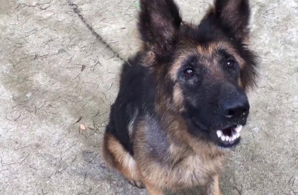 骨瘦如柴的流浪狗马犬,骨瘦如柴的流浪柯基