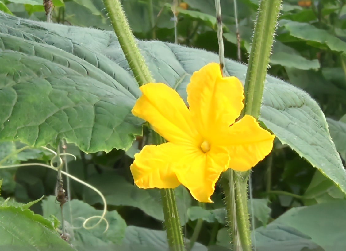 黄瓜能用什么肥料施肥,黄瓜施肥太多有什么坏处