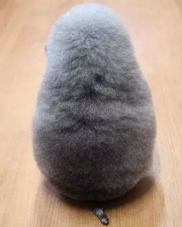 时尚前沿的“贵宾咩咩装”，到底是羊还是狗啊？