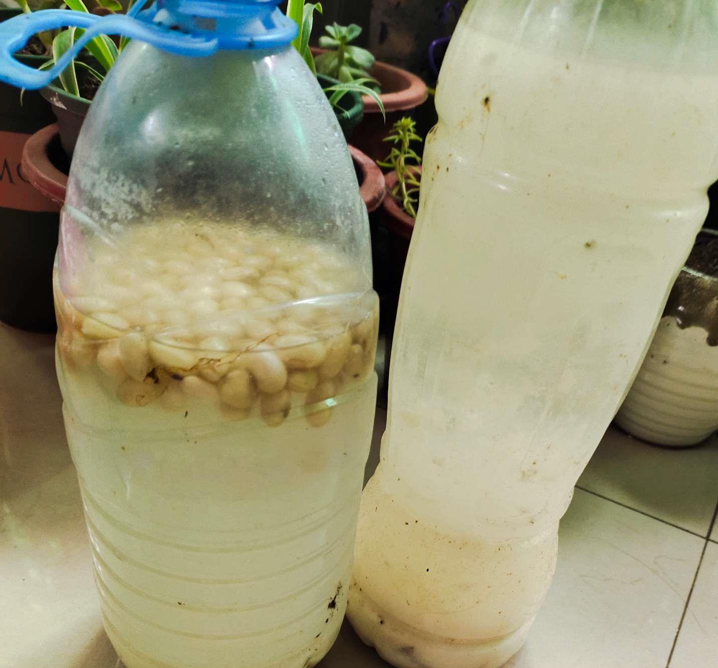 如何保持绿萝的叶子长得更旺盛,绿萝叶片巴掌大