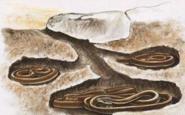 蛇最长时间能活多久,泡酒两三年的蛇打开瓶盖还会咬人