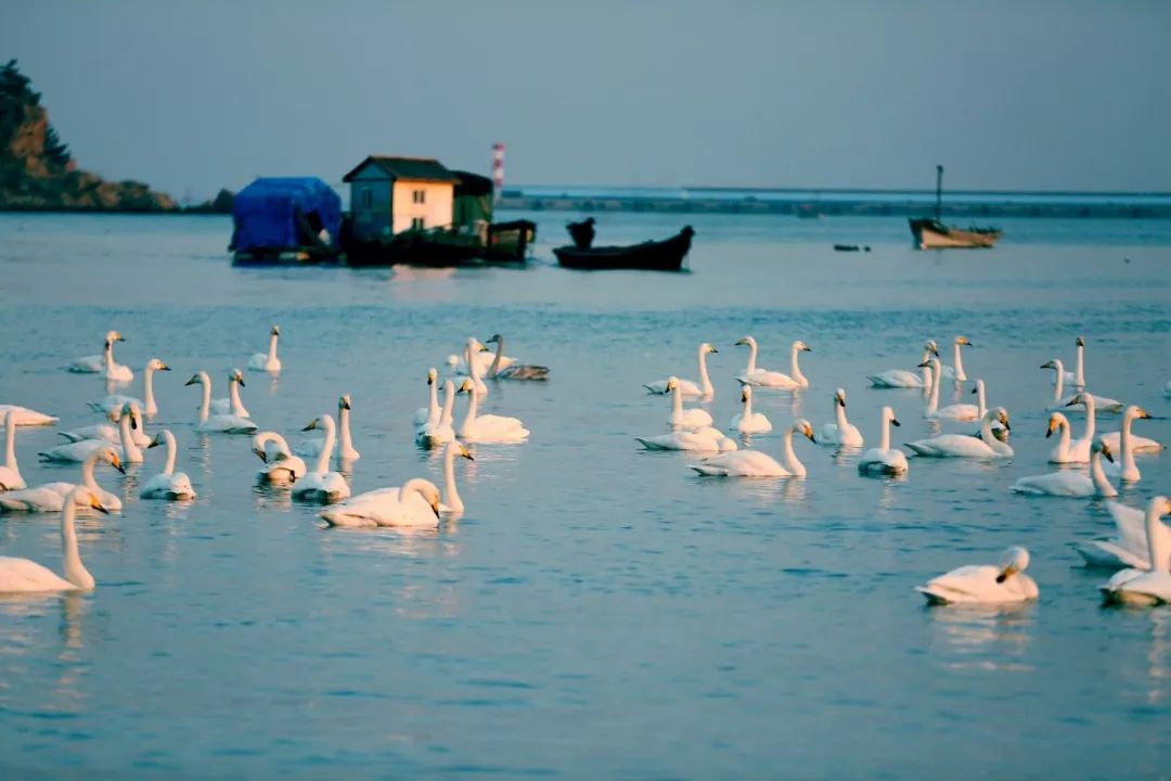 山东百强县2021年排名,山东2021百强县排名榜