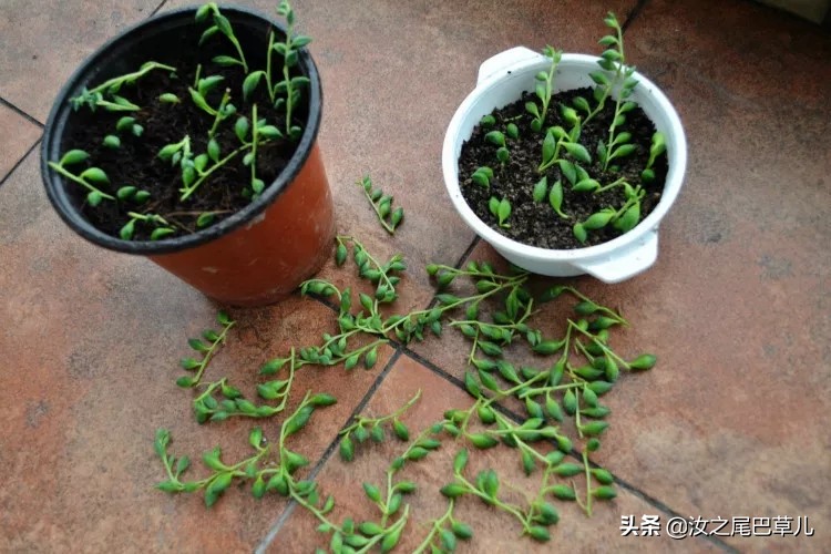 养多肉佛珠,多肉佛珠的正确养法