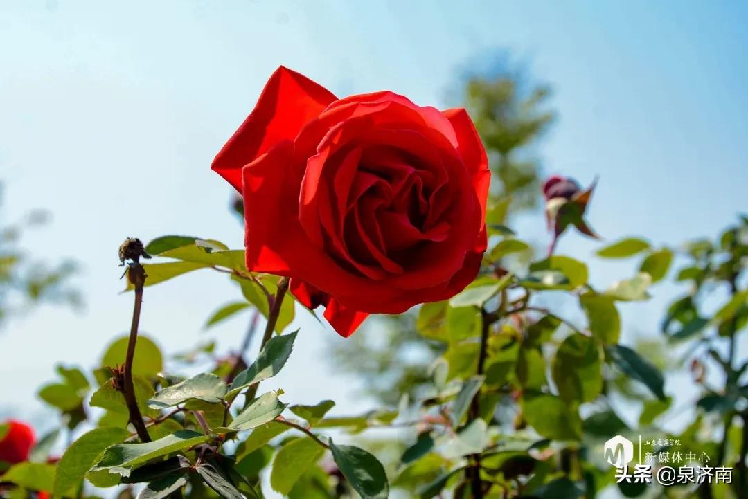 楂樻牎椋庨噰绯诲垪,楂樻牎椋庨噰灞曠ず瑙嗛