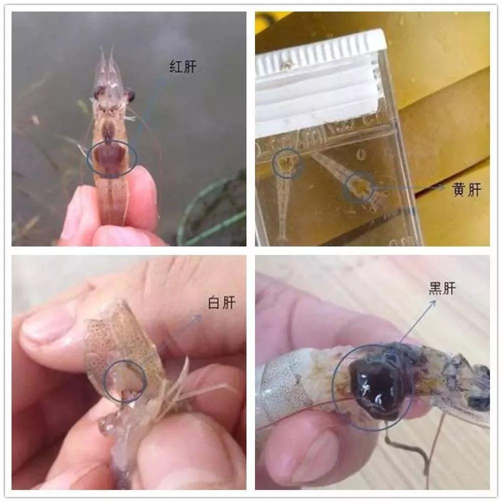 南美白对虾上料台寥寥无几,南美白对虾料吃不完怎么办