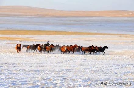 必备的马术知识,马术能不能速成