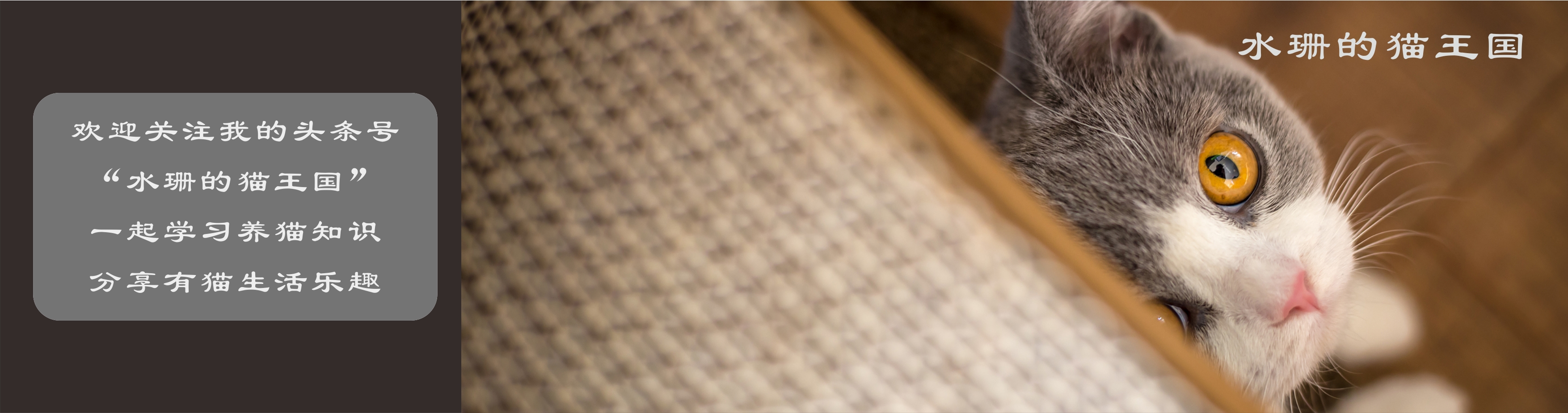 猫病科普,猫咪有皮肤病都是什么引起的