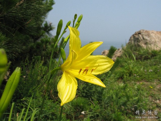 百合花浪漫吗,百合花的认识