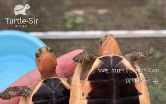 2019年黄缘龟市场分析,黄缘龟市场走势图