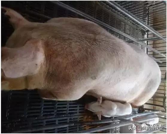 寄生虫如何预防和治疗,寄生虫的防治