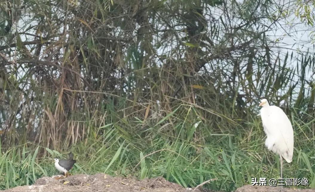 索尼相机a1是否值得入手,索尼a1相机拍鸟怎么样