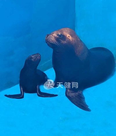 南美公海狮,南美小海豚