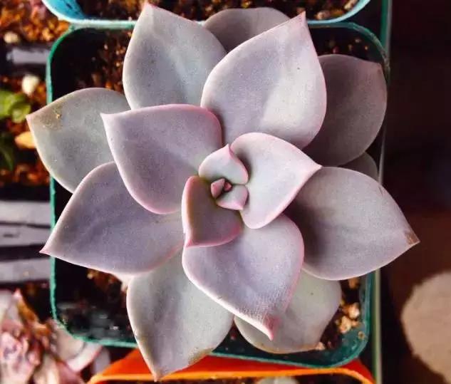 推荐轻松玩转100种常见多肉植物,700种多肉植物图鉴pdf百度云