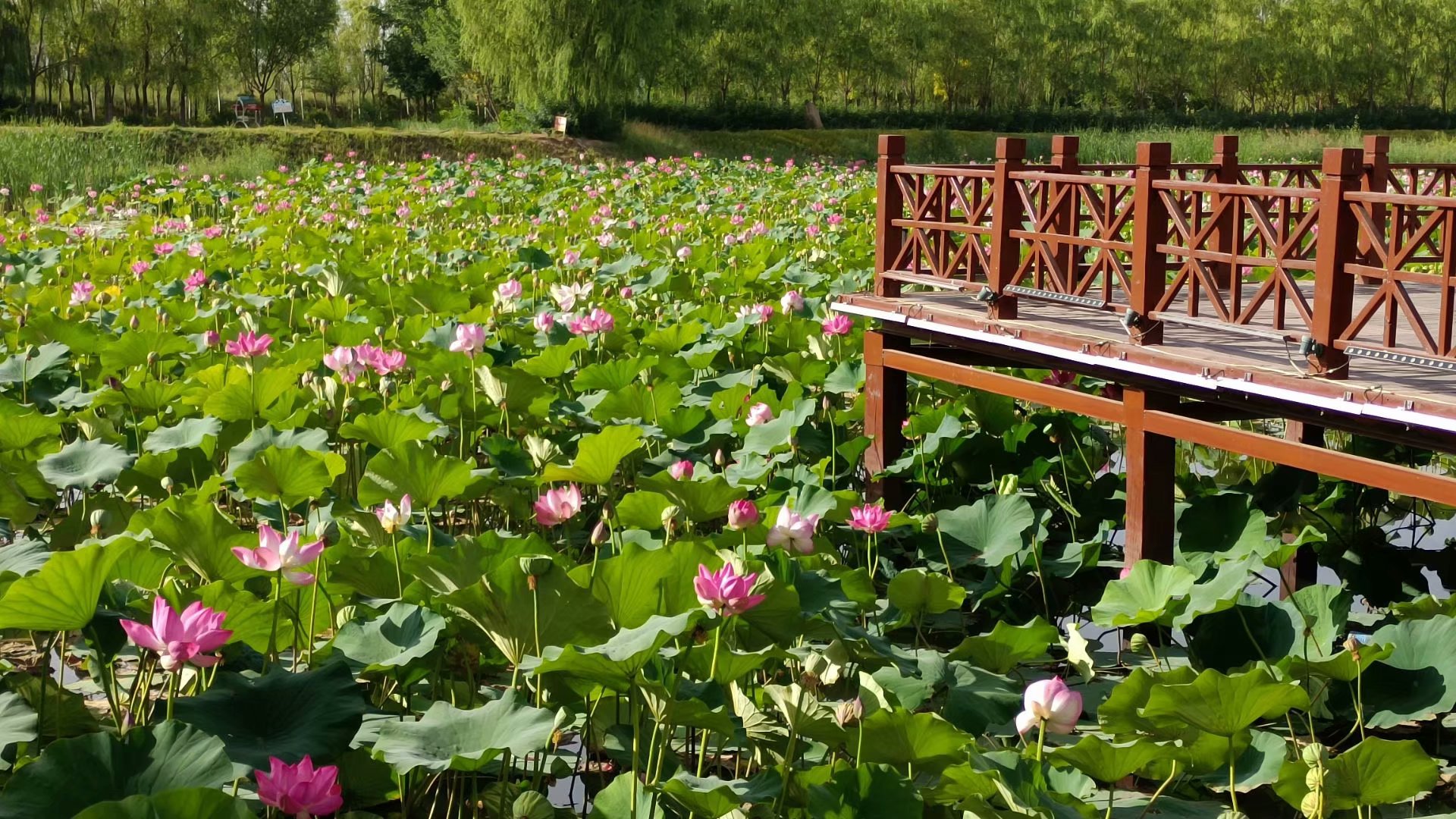 出淤泥而不染濯清涟而不妖歌曲,出淤泥而不染濯清涟而不妖意思