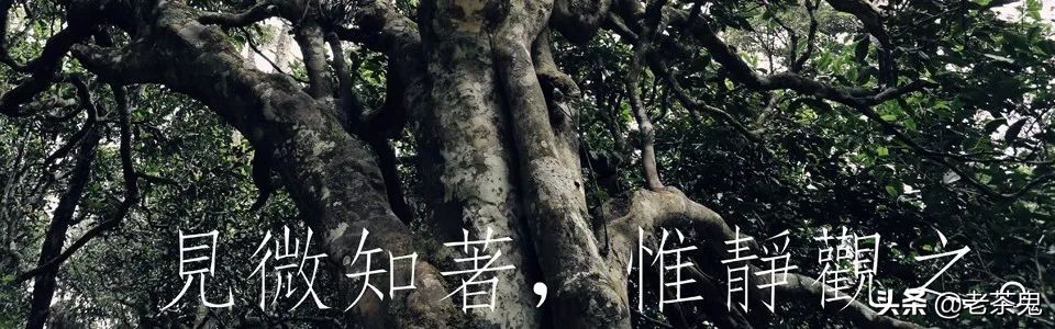 老鬼说茶玩转普洱茶,玩转普洱茶老茶鬼说茶