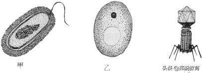 人教版八年级上册生物预习提纲,八年级下册生物预习笔记