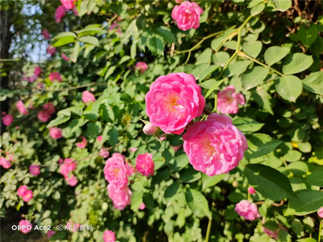 185g配备地表最强快充OPPOAce2值得买吗?