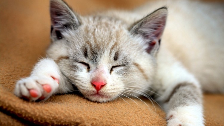 怎样给长毛猫咪洗澡能把毛洗柔顺,猫咪掉毛最好的方法