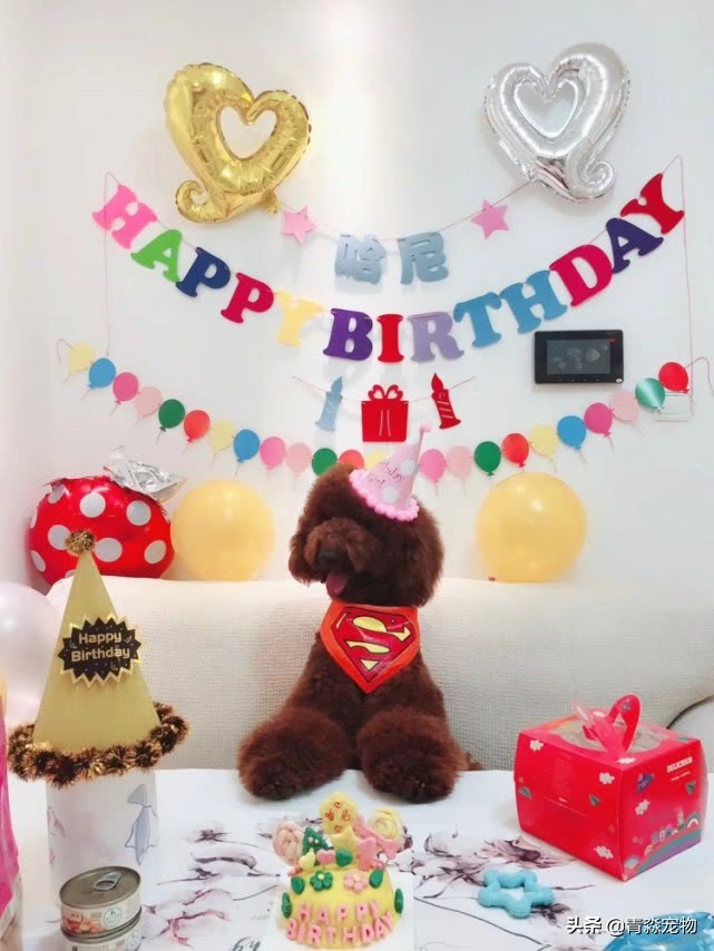 泰迪狗狗牙结石怎么去除,泰迪牙结石怎么去除