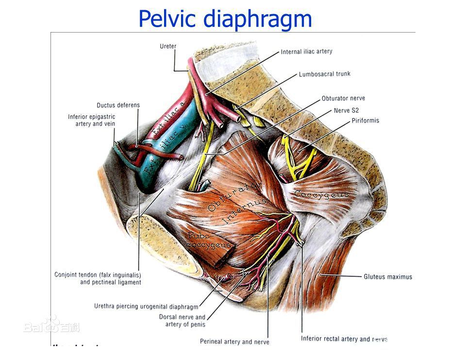 赶紧练这几个拉伸训练动作,掌握这些方法让你产后精神抖擞