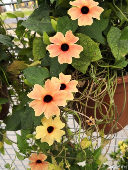 黑眼苏珊明媚的眼眸，让你一见难忘的美丽