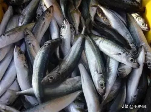 海鲜干货推荐烟台店有哪些,烟台海鲜干货怎么挑