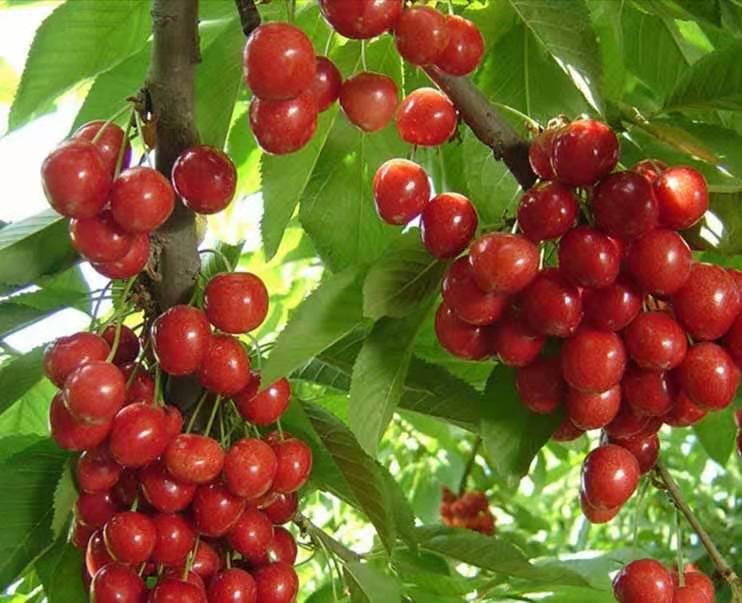 樱桃当年小苗管理方法,怎样防止大棚樱桃二次开花