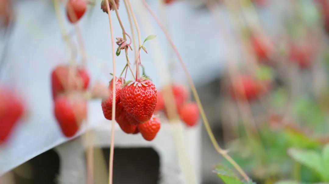 草莓种植前景及收益,草莓种植与效益