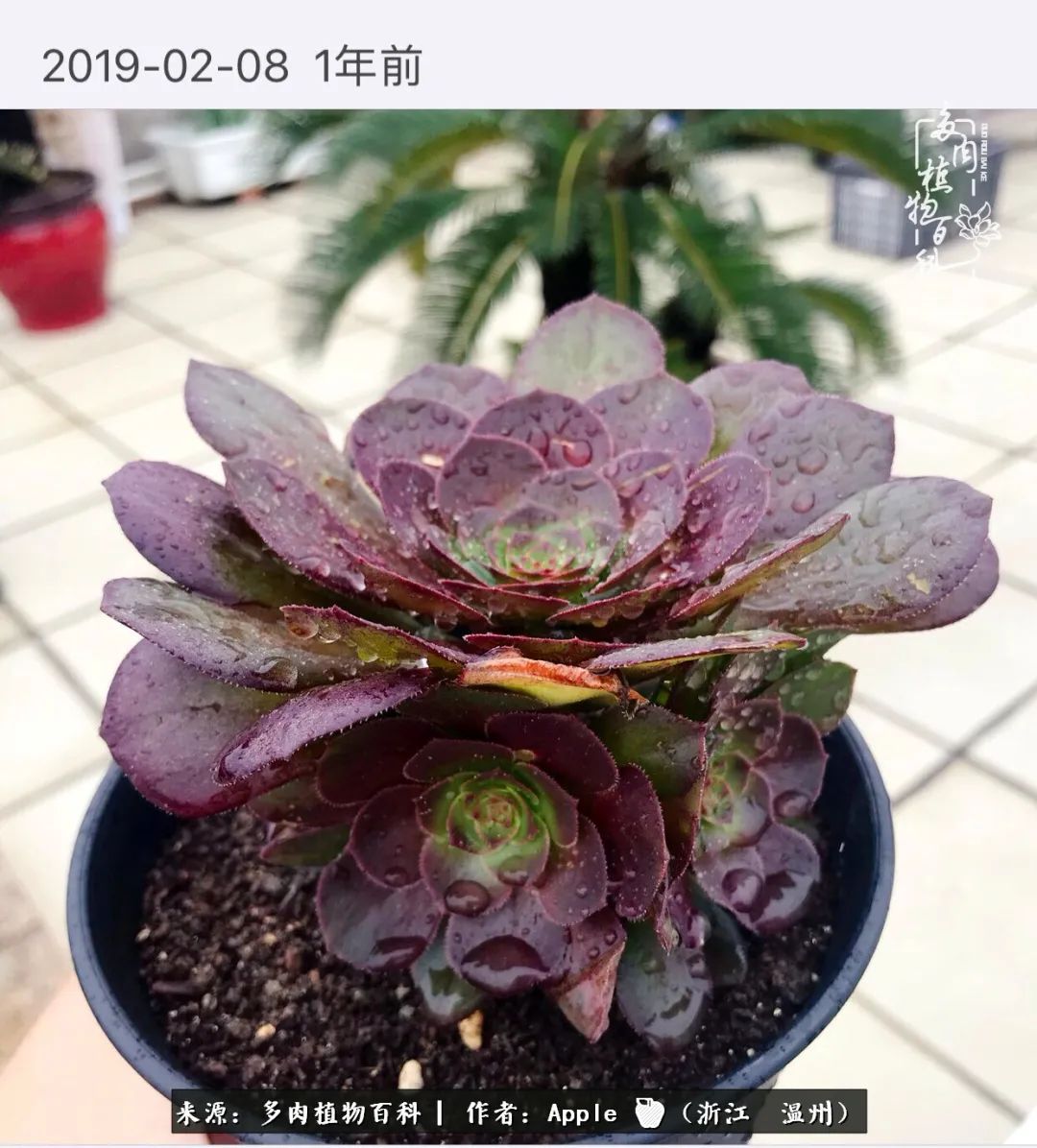 多肉成长记观察记录怎么写,多肉成长记录观察展板