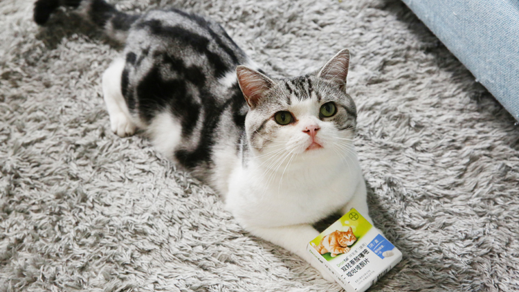 猫咪驱虫拜耳外驱一般什么价格,拜耳清宠物猫驱虫药好用吗