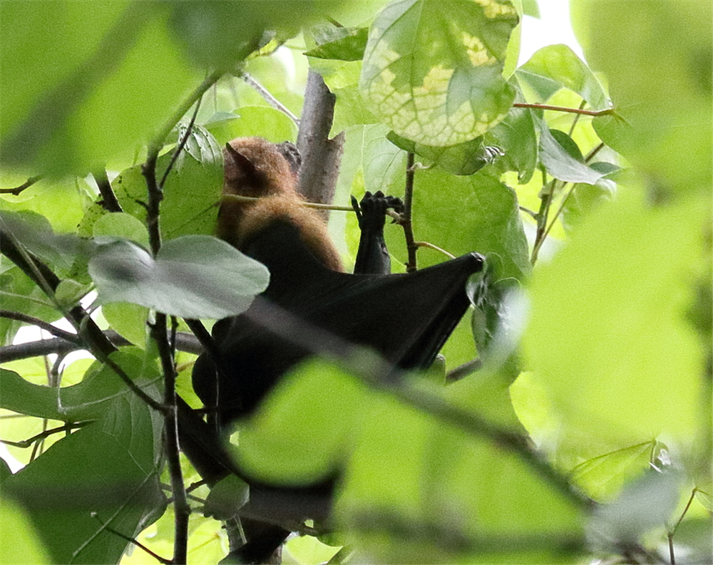 吕宋岛有种狐蝠，不吃虫子也不吸血，为吃上无花果飞行40千米