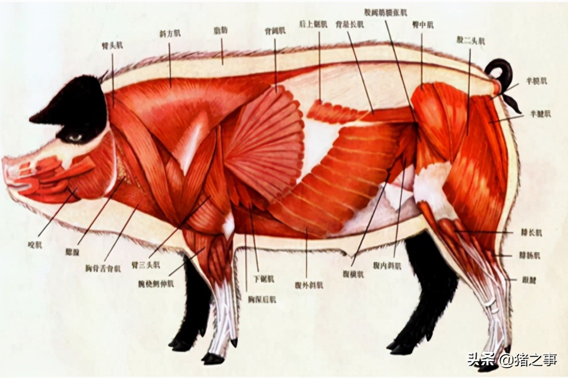 养猪一定要懂猪的病情,新手养猪入门选二元猪还是土杂猪