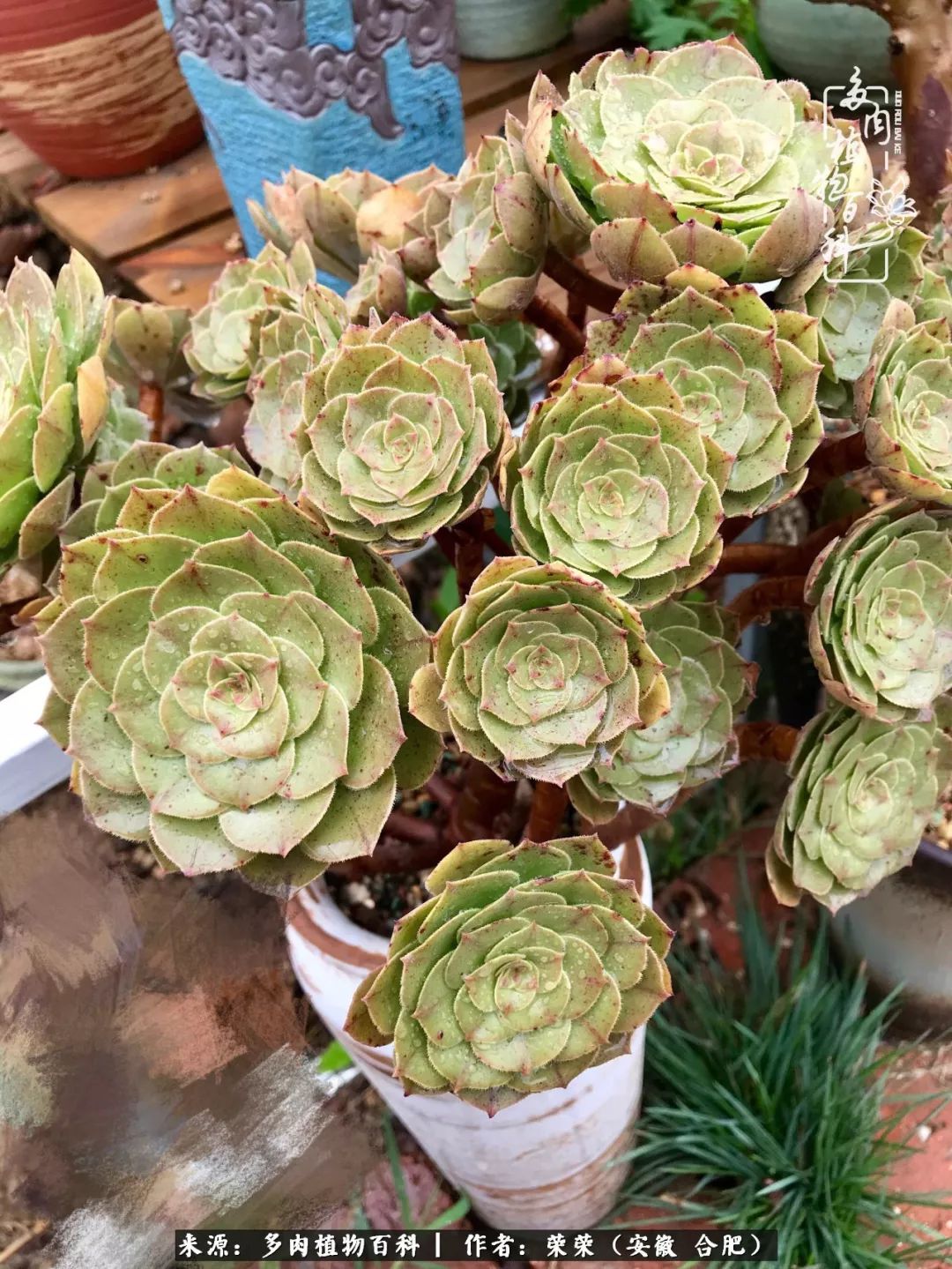 入秋后多肉是露养好还是室内养好,入夏后露养的多肉要搬进室内吗