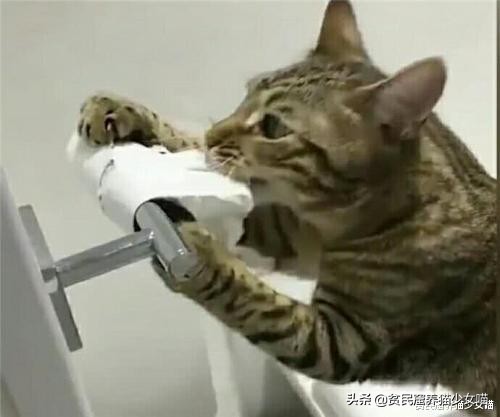 猫咪拉稀说是猫瘟,猫咪拉稀已经好了还吃处方粮吗