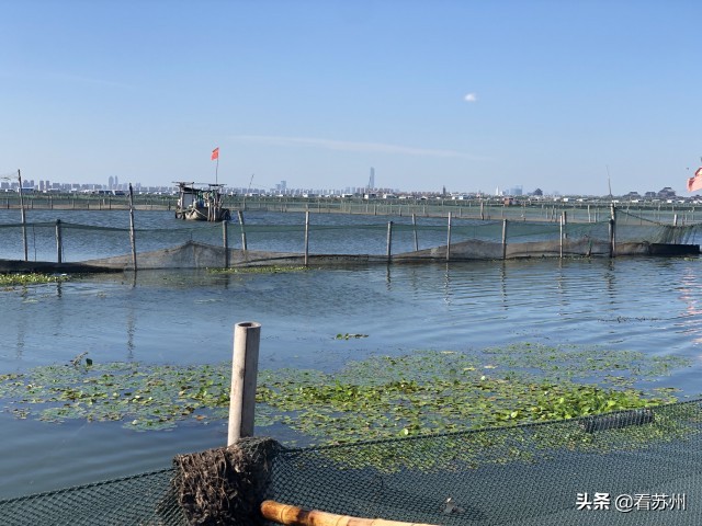 阳澄湖大闸蟹开售,吃货阳澄湖大闸蟹
