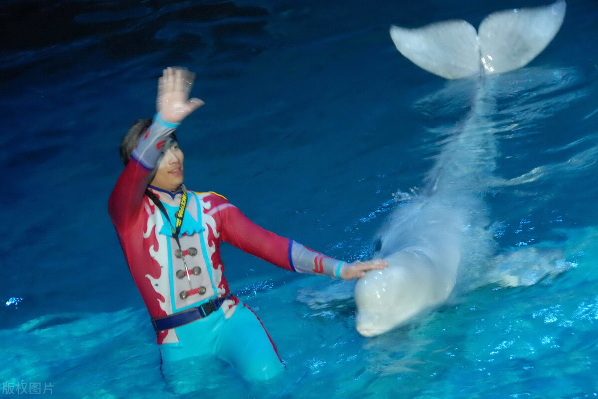 大连圣亚极地馆企鹅,大连圣亚企鹅数量