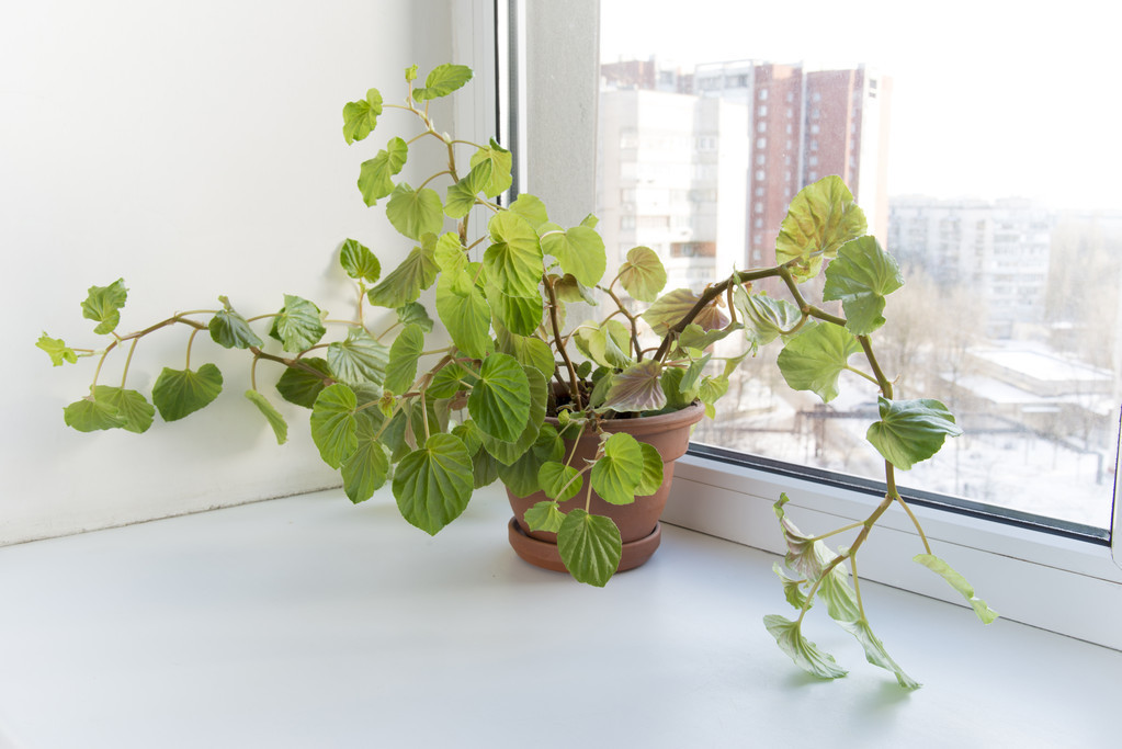 疯长的四季海棠养殖方法,四季海棠养殖方法与注意事项